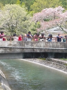 流れる桜の川は、まるで、友禅の反物のよう。