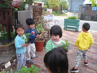 夏野菜の苗を選んでる園児