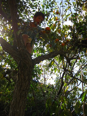 柿の木に上って柿を採る園児
